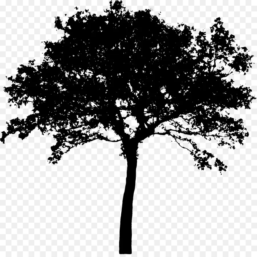 Silueta，árbol PNG