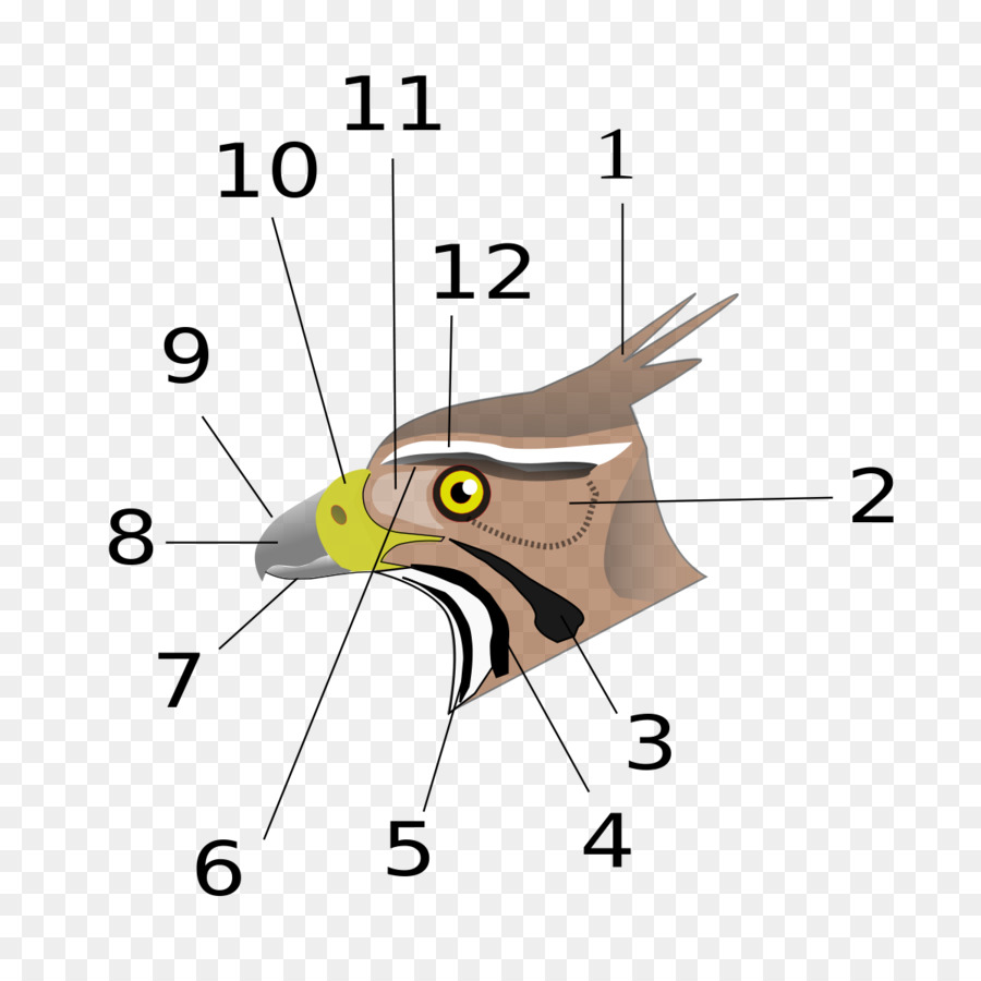 Pájaro，Ciencia PNG