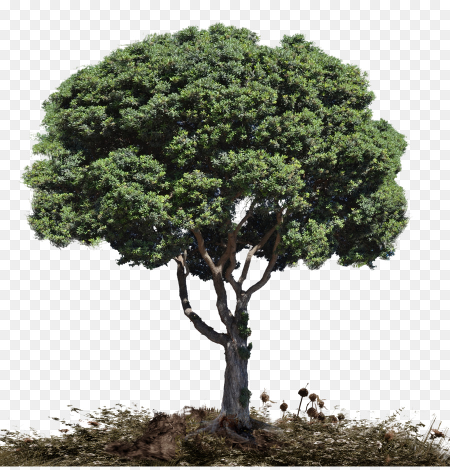 árbol，Planta Leñosa PNG