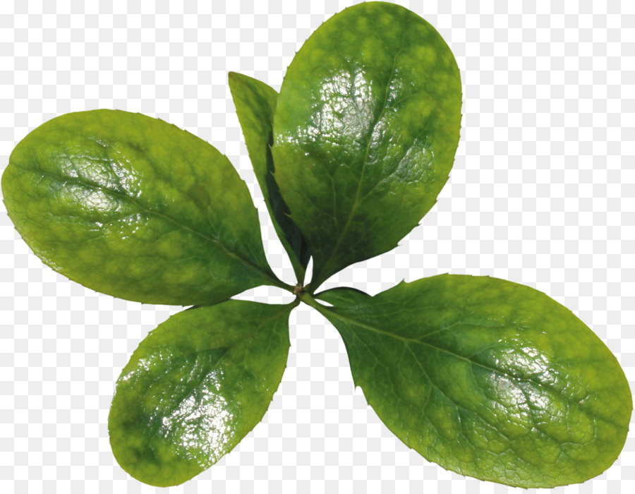 Verde，Hoja PNG