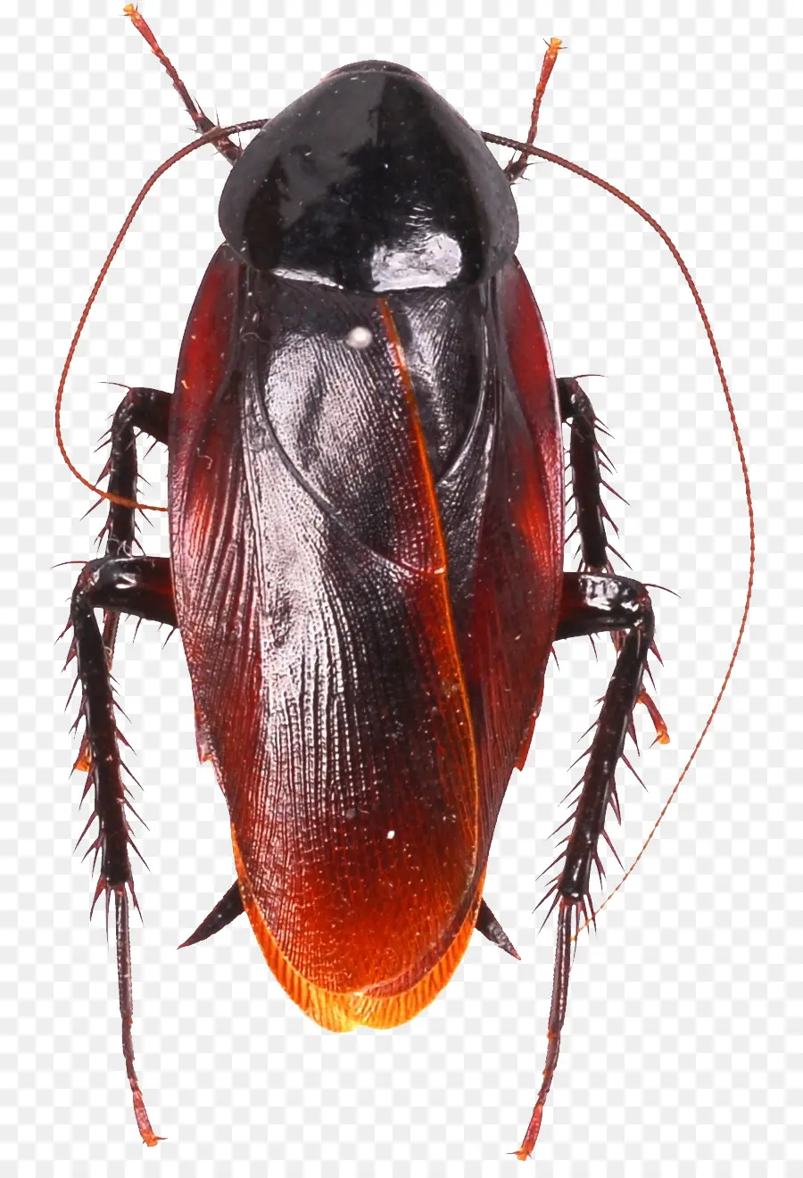 Cucaracha，Cucaracha Americana PNG