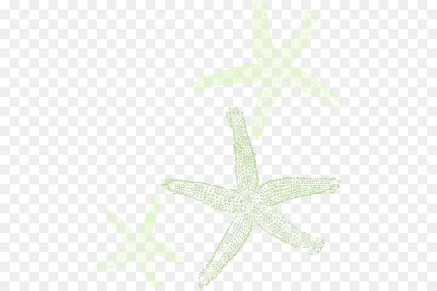 Invertebrados，Estrella De Mar PNG