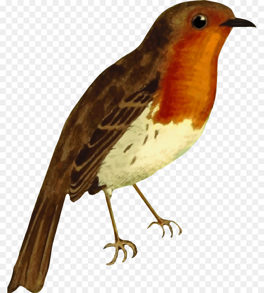 Europea Robin，Pájaro PNG