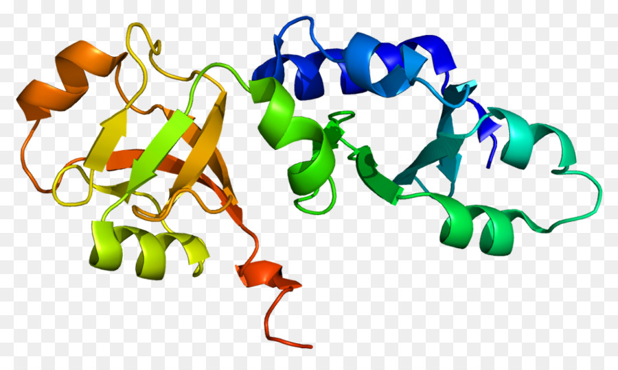 Estructura Proteica，Biología PNG