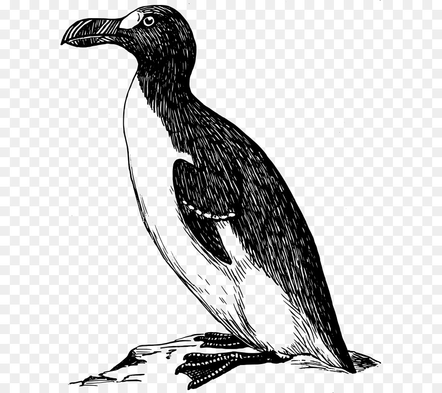 Penguin，Gran Auk PNG