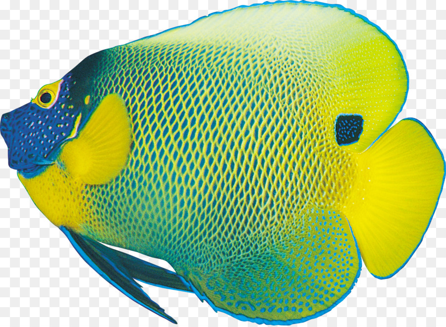 Peces Coloridos，Marina PNG