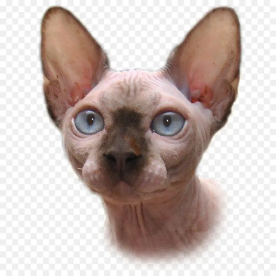 Gato Sphynx，Gato De Donskoy PNG