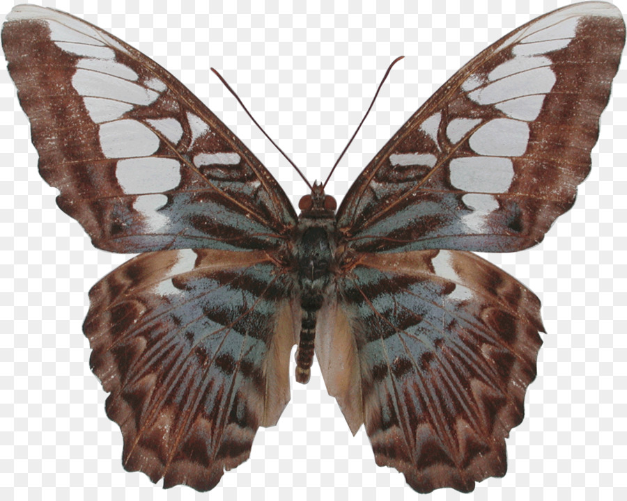 Mariposa，Polilla PNG