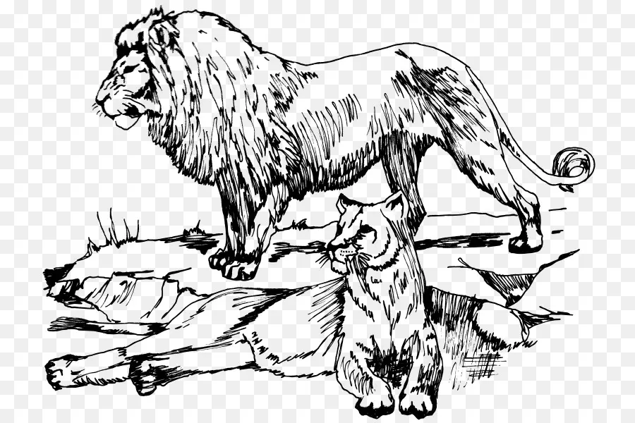 Bosquejo De León Y Leona，Grandes Felinos PNG