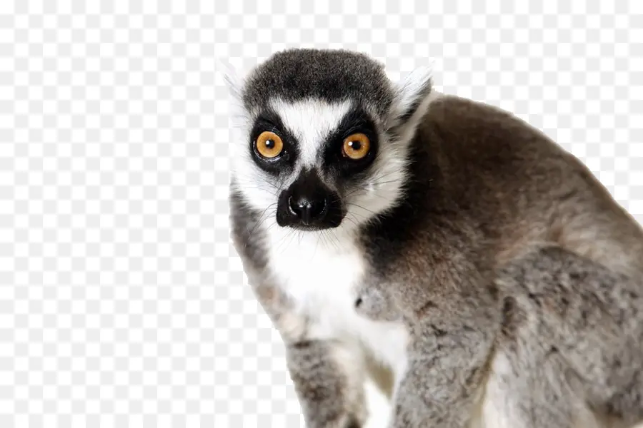 Lemur，Los Primates PNG