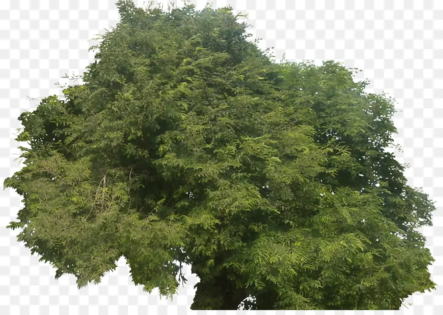 Tamarindo，árbol PNG