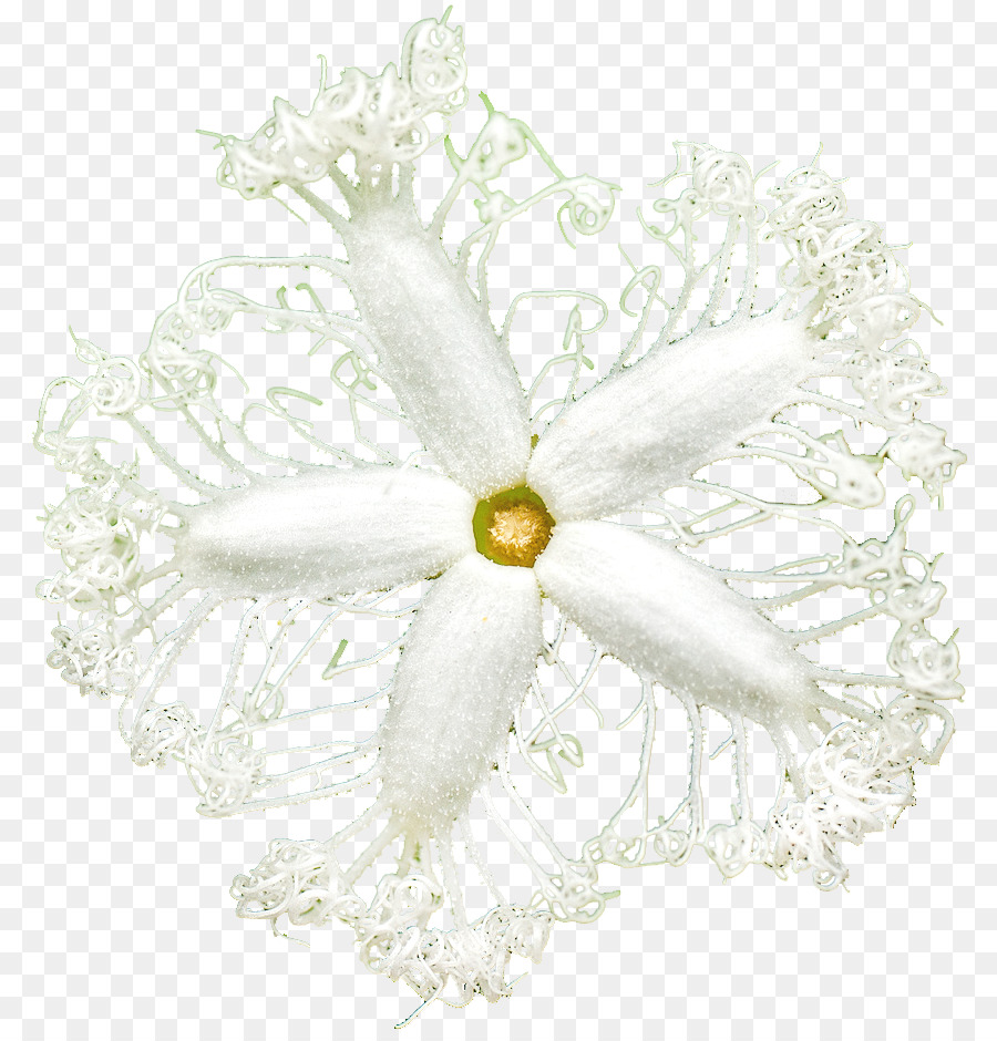 Flor，Diseño Floral PNG