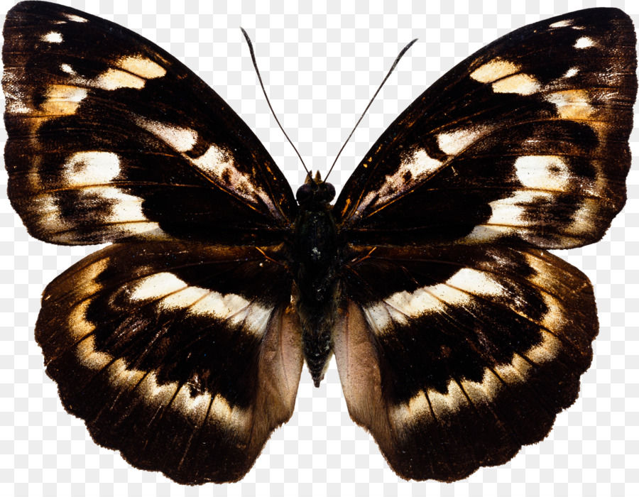 Mariposa，Insecto PNG