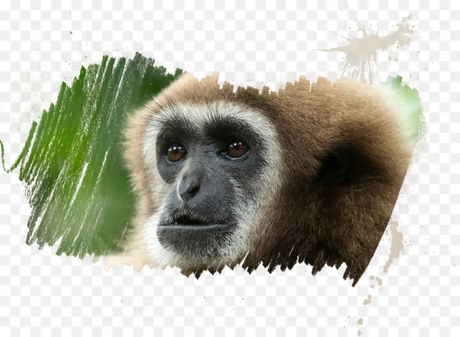 Los Primates，Mandrill PNG
