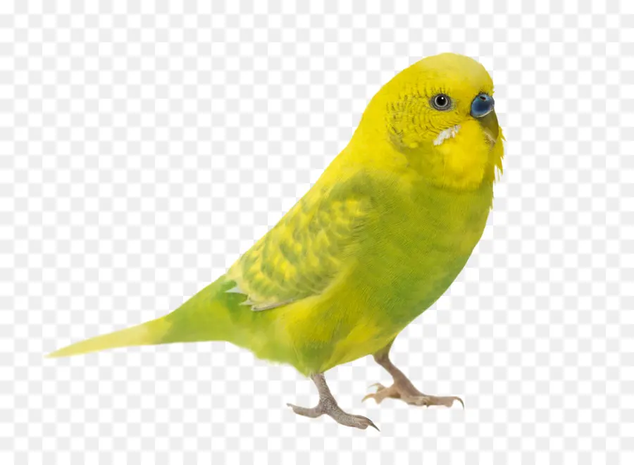 Budgericar，Parrot PNG