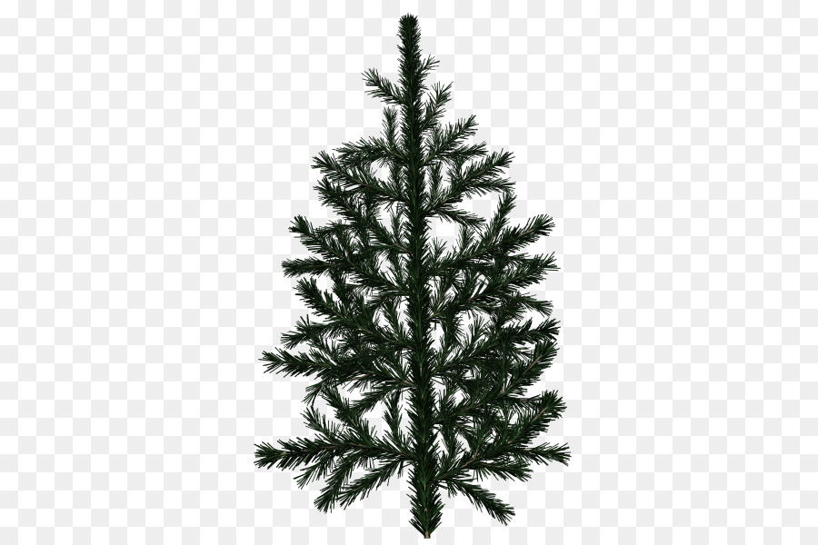 Pino，árbol PNG