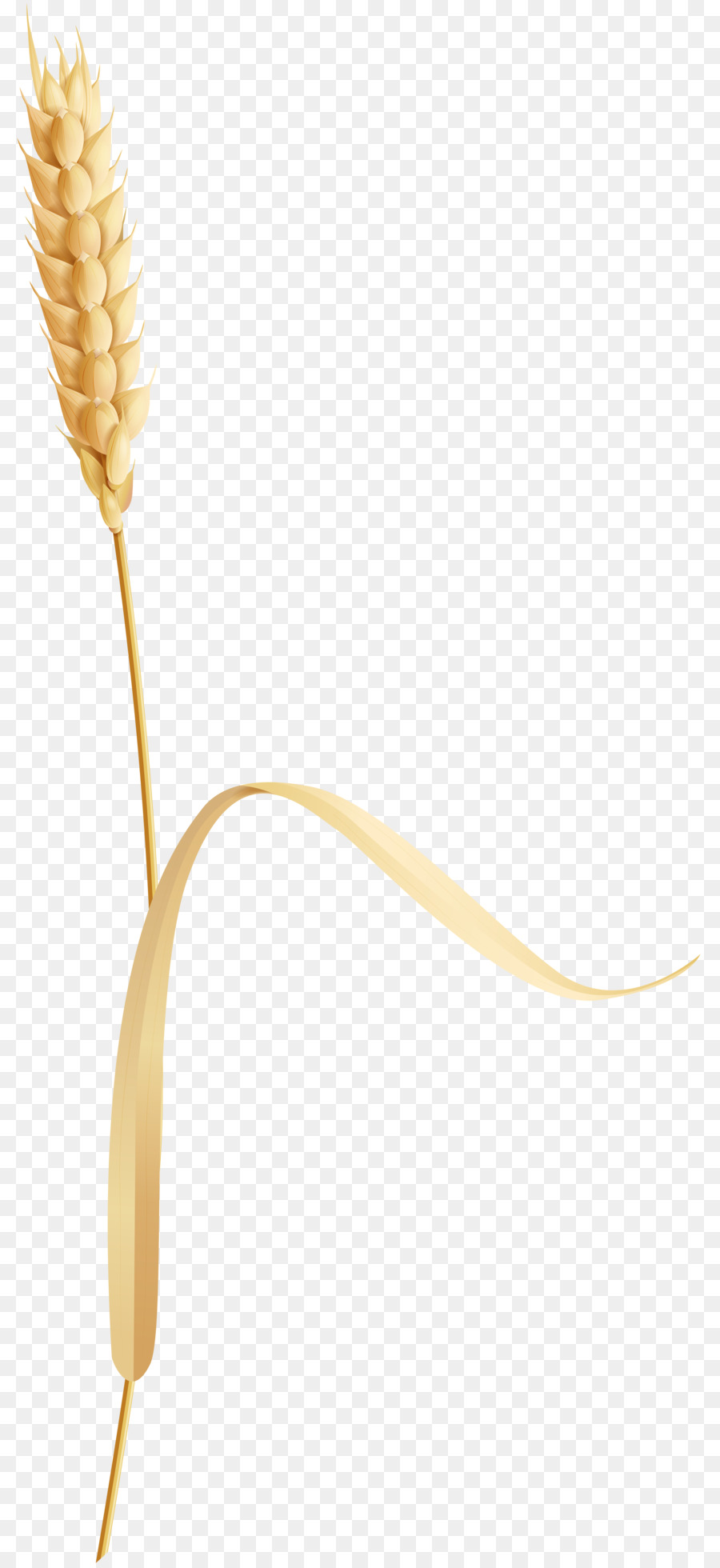 Trigo，Grano PNG