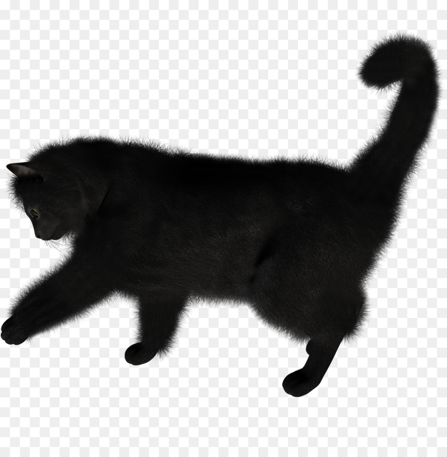 Gato Negro，Felino PNG