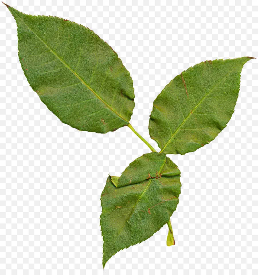 Hojas Verdes，Planta PNG