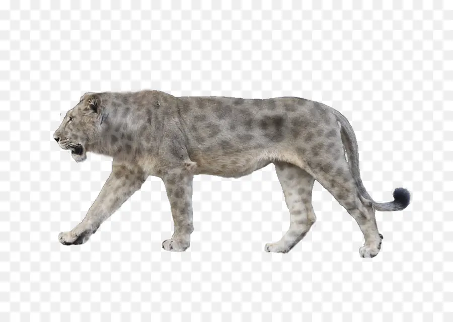 Felidae，Jirafa León Spelaea PNG