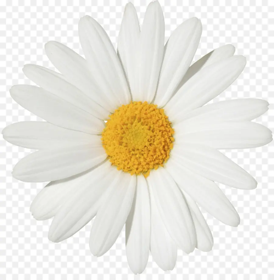 Flor，Margarita PNG