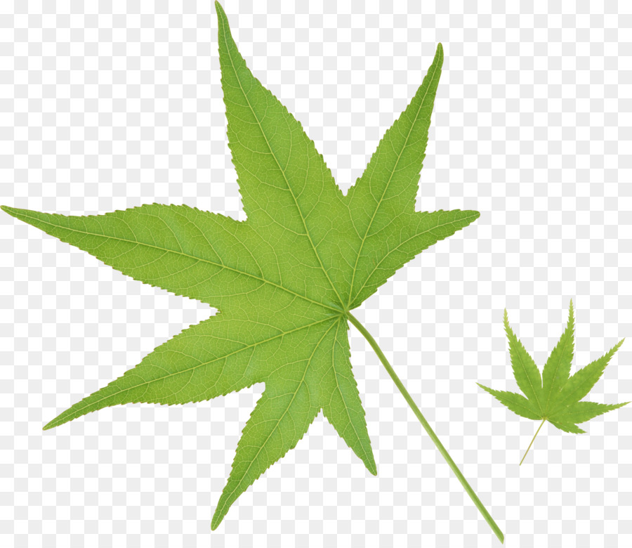 Hoja，Hoja De Cannabis PNG