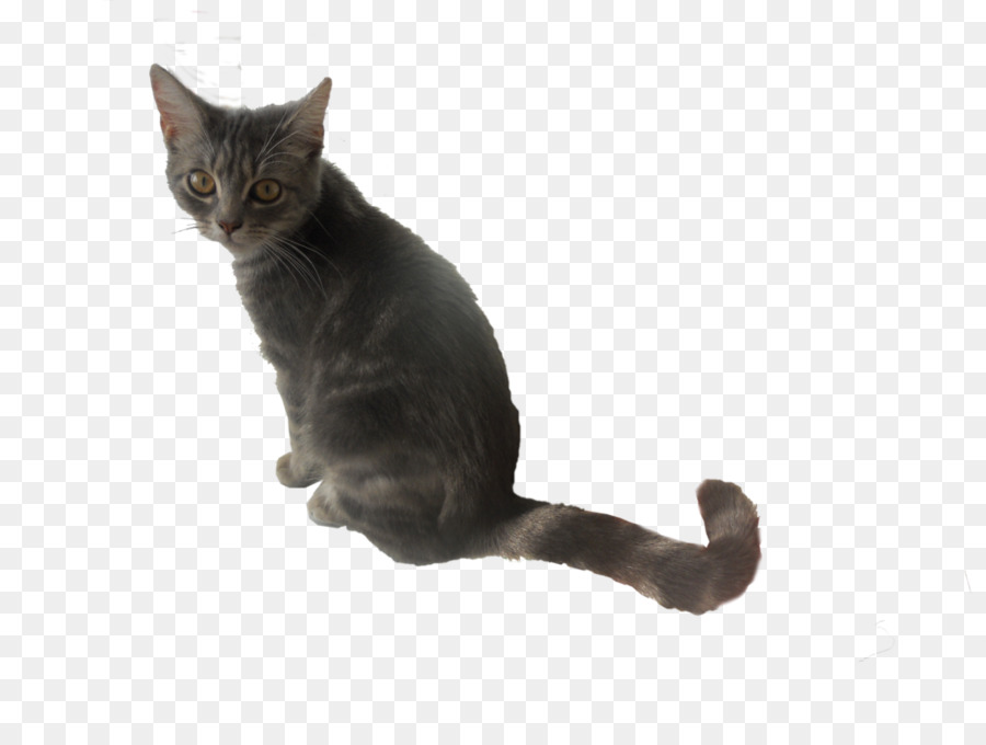 American Shorthair，Chartreux PNG