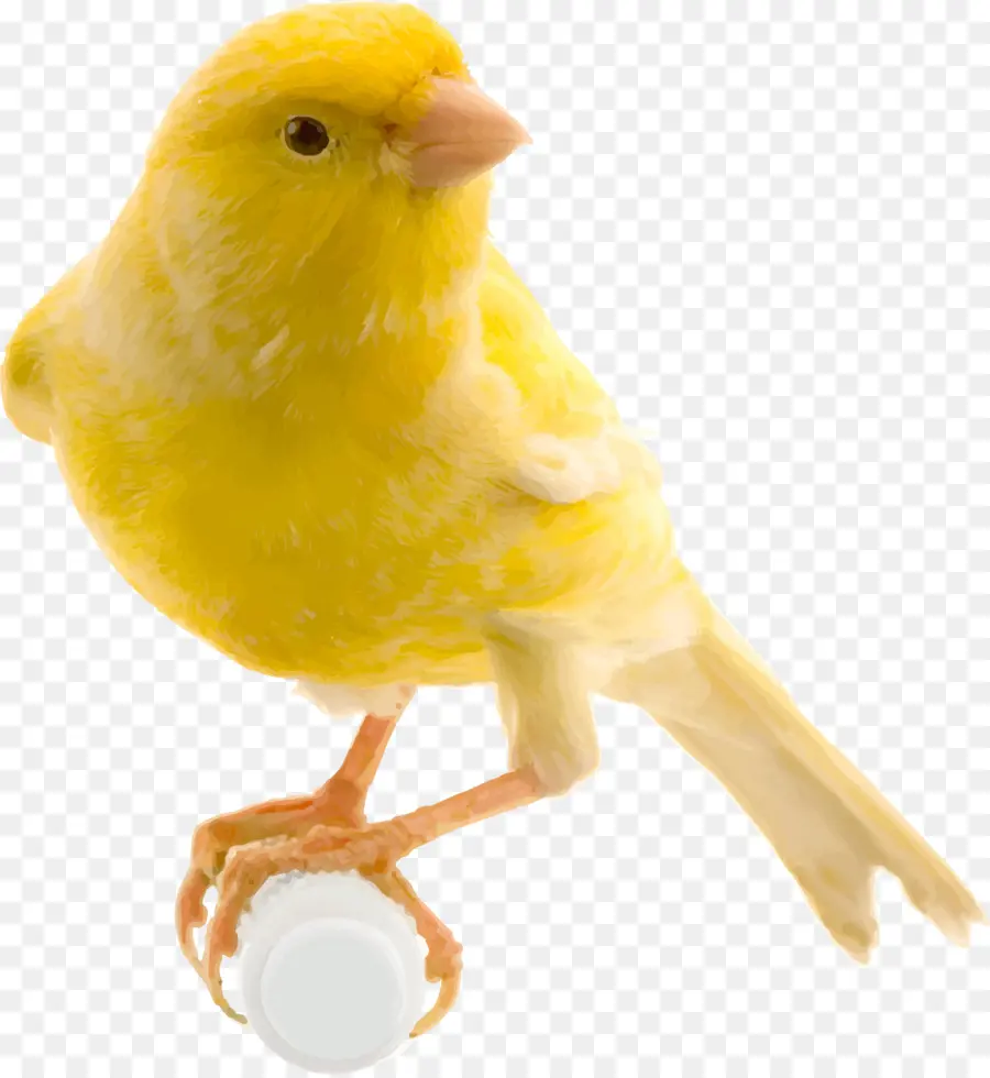 Pájaro Amarillo，Pájaro PNG