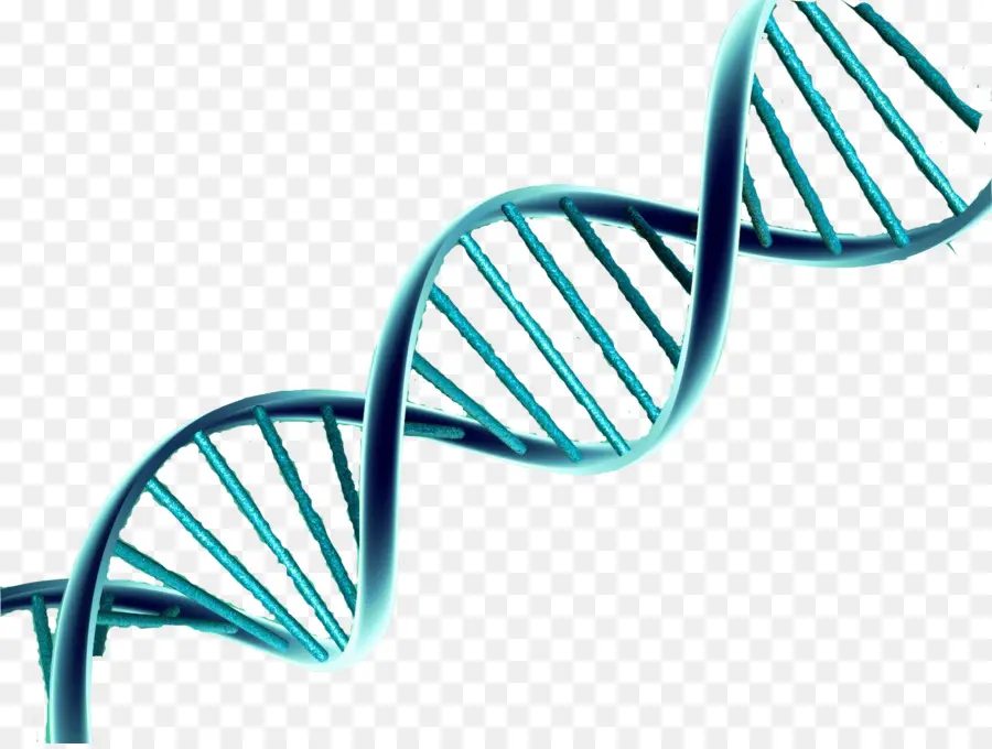 Adn，El ácido Nucleico De Doble Hélice PNG