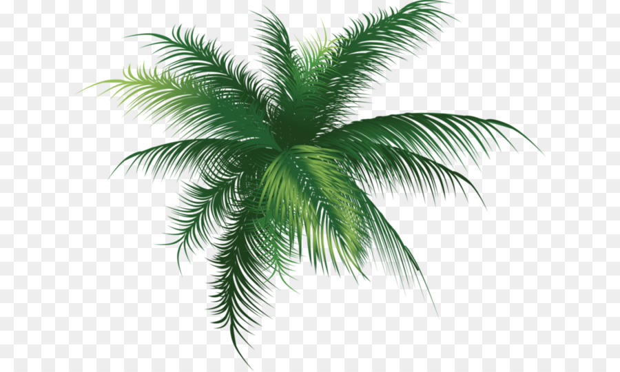 Arecaceae，árbol PNG