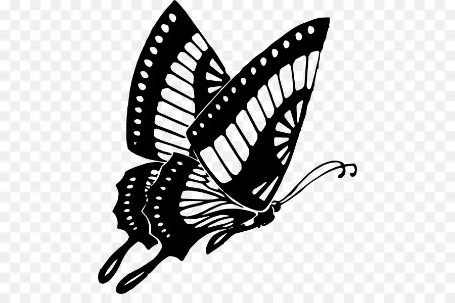 Mariposa，Dibujo PNG