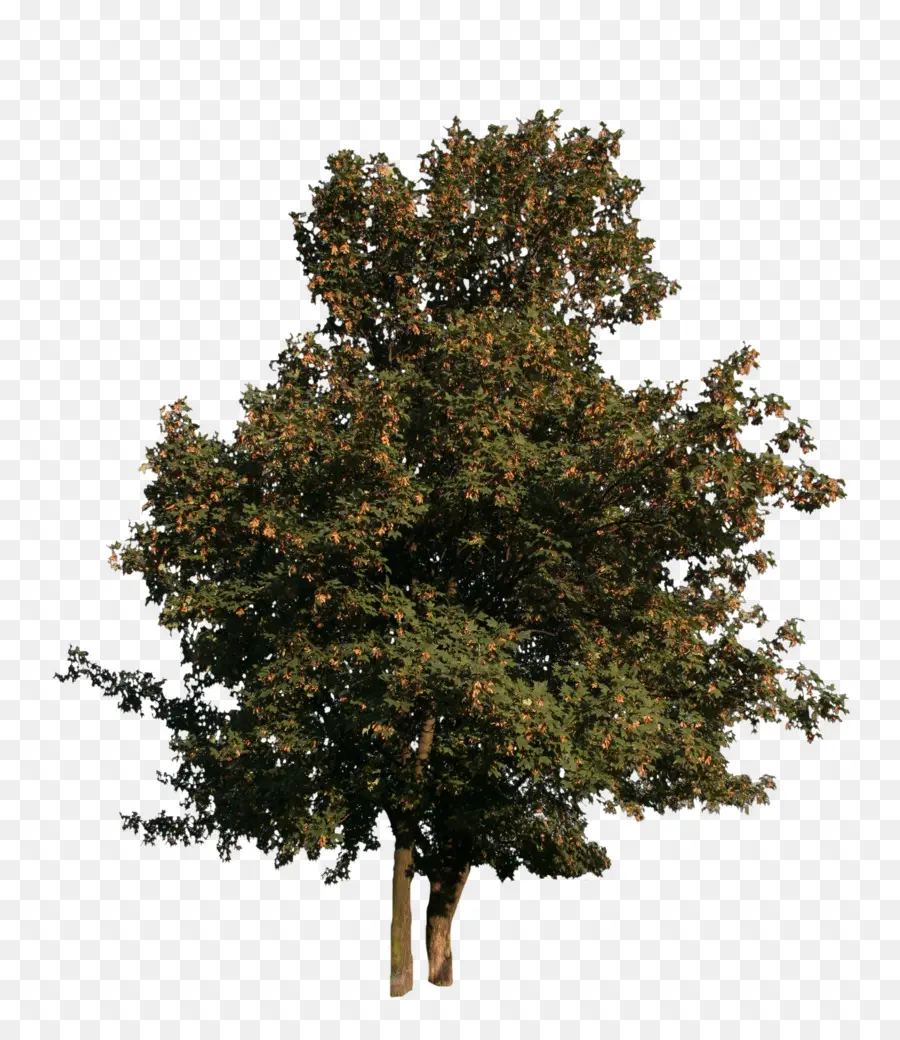 árbol，Planta PNG