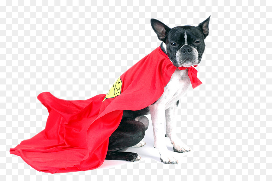 Boston Terrier，Mascota PNG