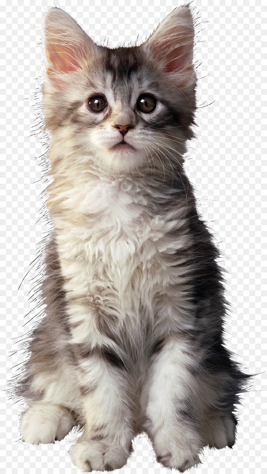 Pequeño Gatito Lindo，Gato PNG