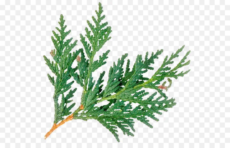 Planta，Arborvitae PNG