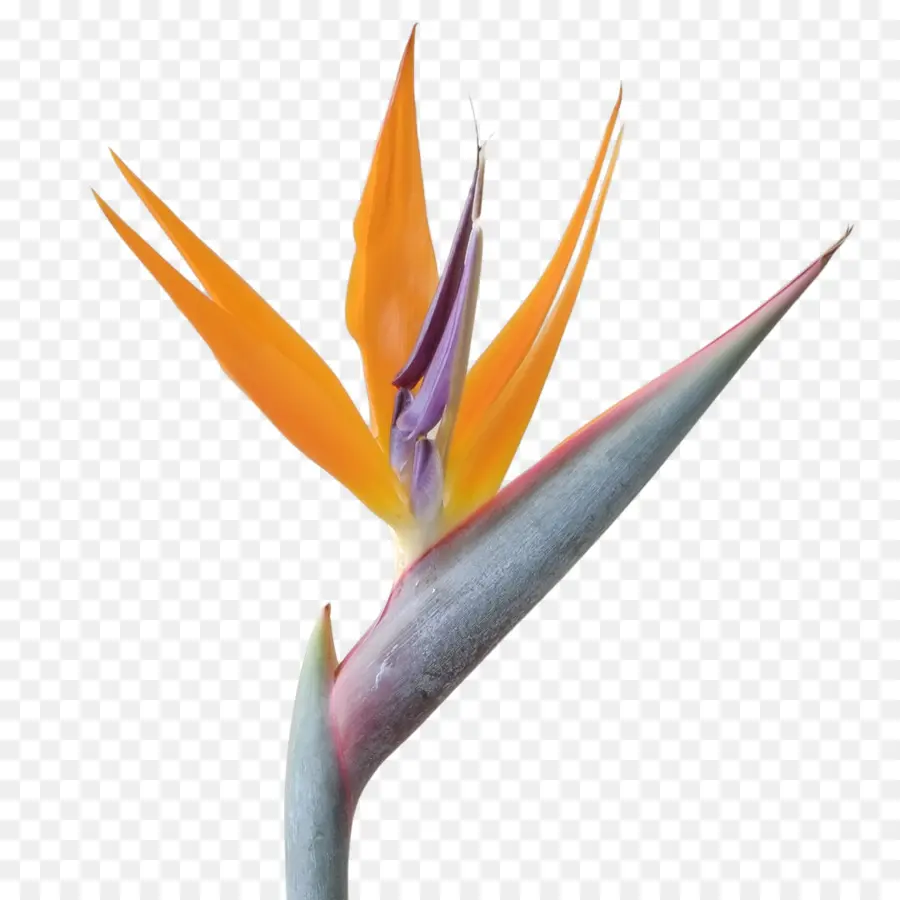 Flor Ave Del Paraíso，Exótico PNG