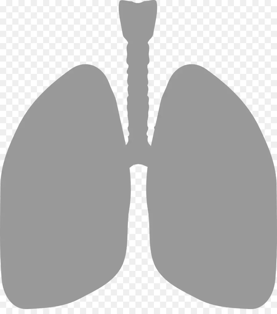 Pulmones，Respiratorio PNG