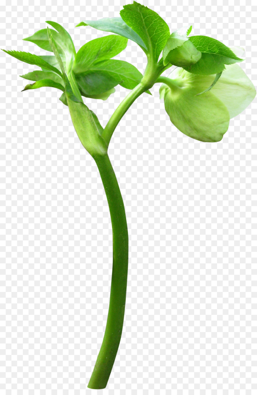 Bud，Flor PNG