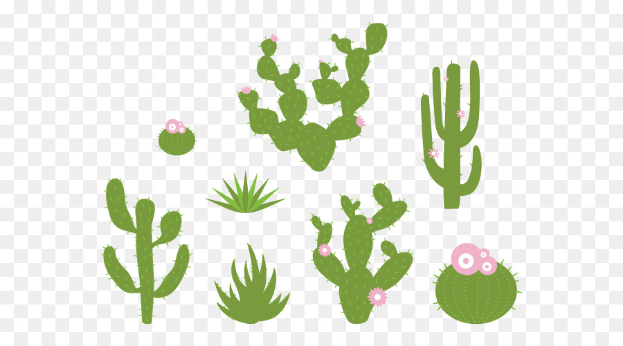 Cactaceae，La Calcomanía De Pared PNG