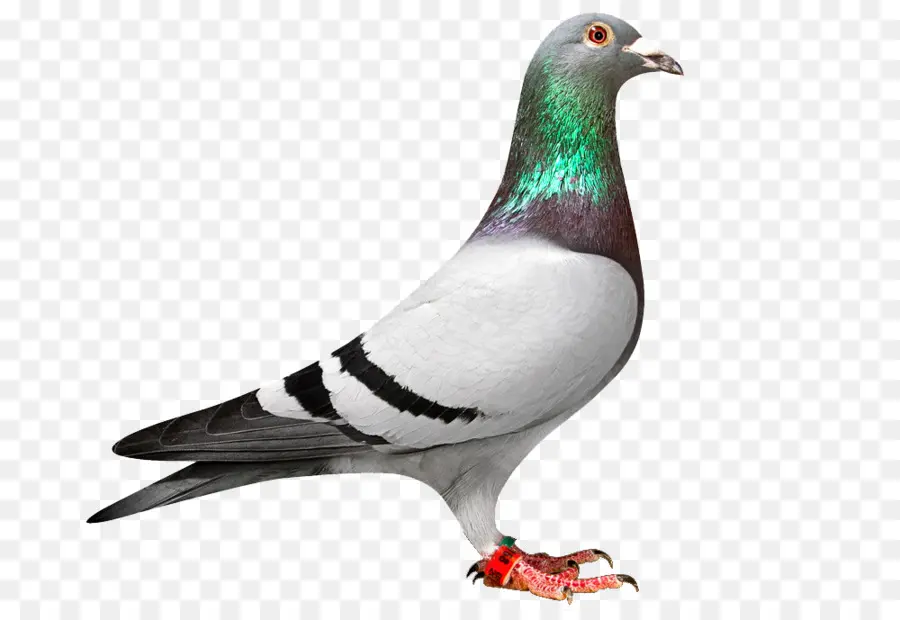 Homing Pigeon，Carreras De Homero PNG