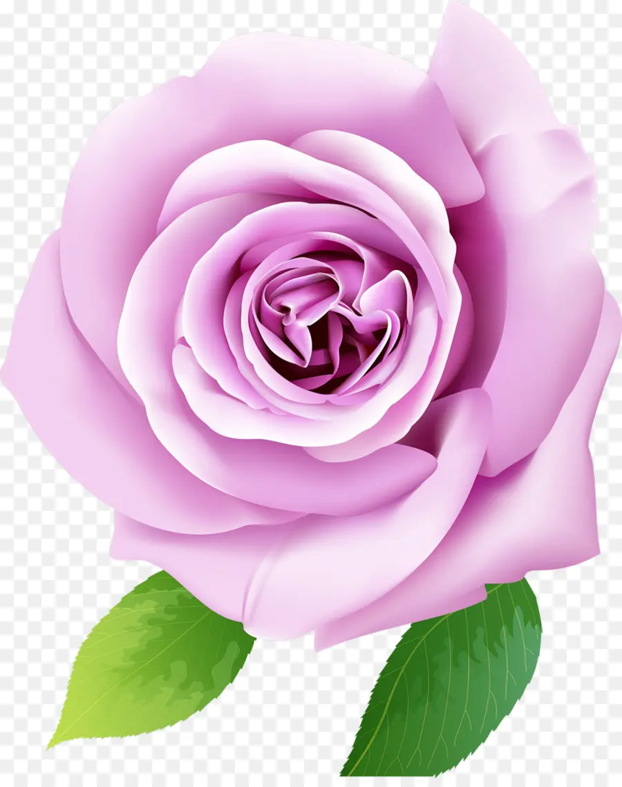 Rosa Rosa，Flor PNG