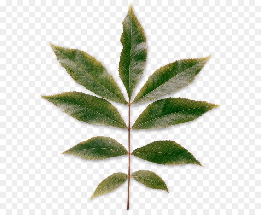 Hoja，Carya Cordiformis PNG