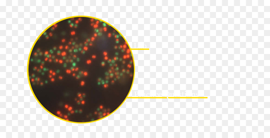 Mannitol Salt Agar，Staphylococcus Aureus PNG