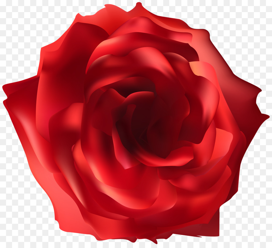 Rosa Roja，Florecer PNG