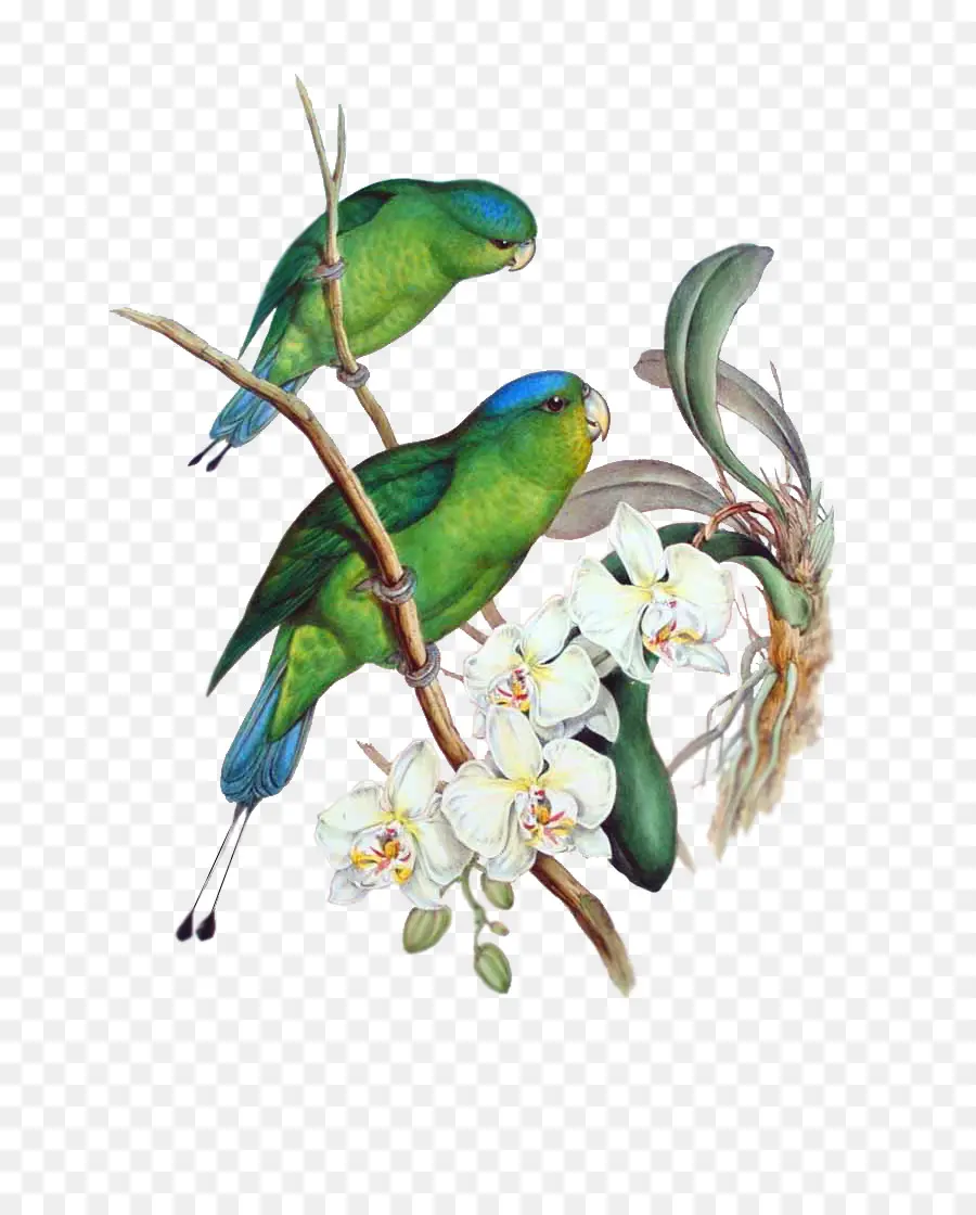 Parrot，Blueheaded Rackettail PNG