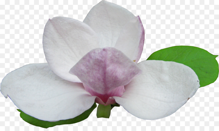Magnolia，La Floración De La Planta PNG