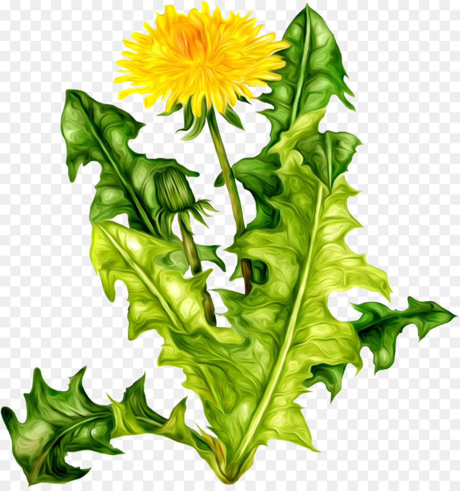 Diente De León，Flor Amarilla PNG