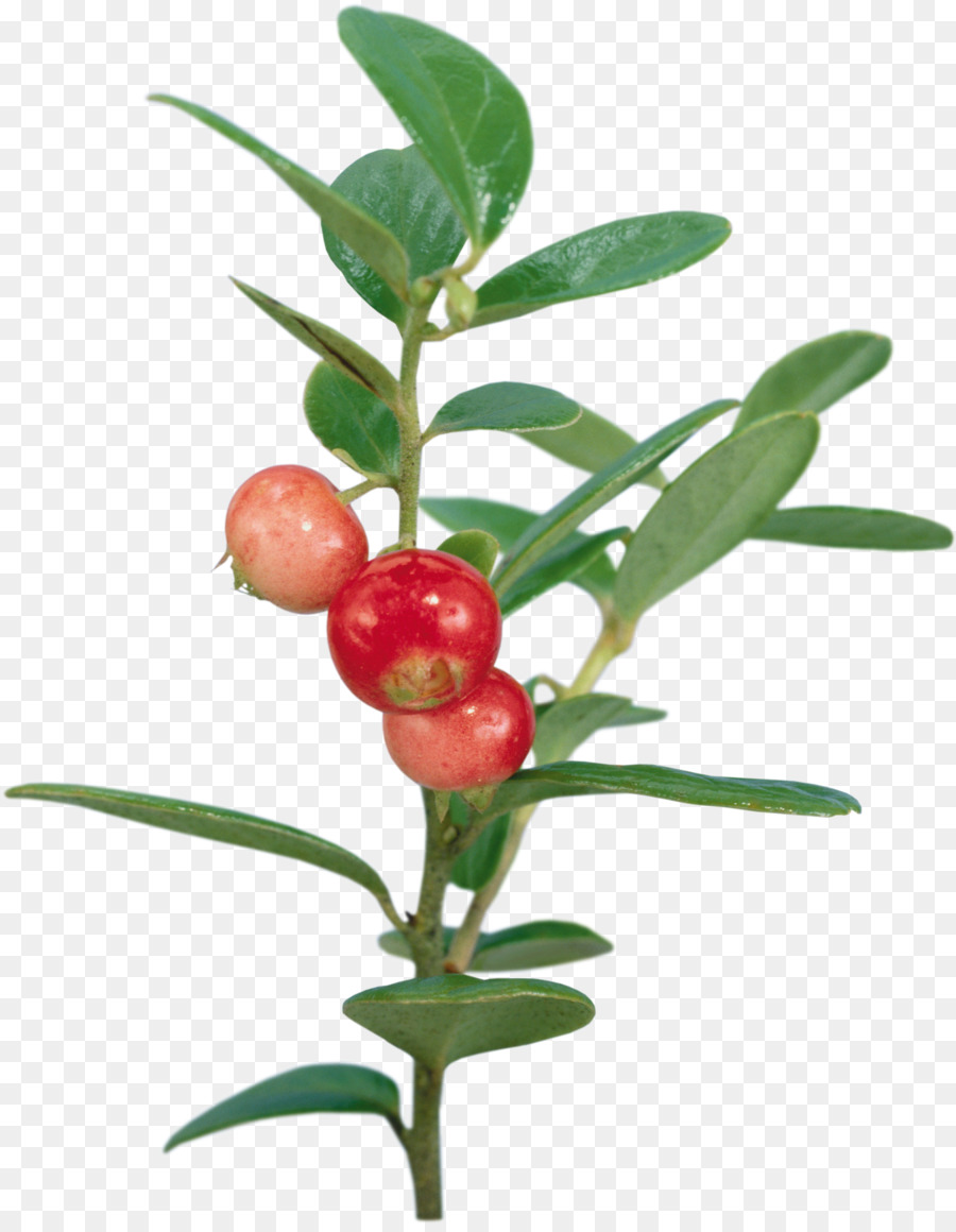 La Fruta，Arándano Rojo PNG