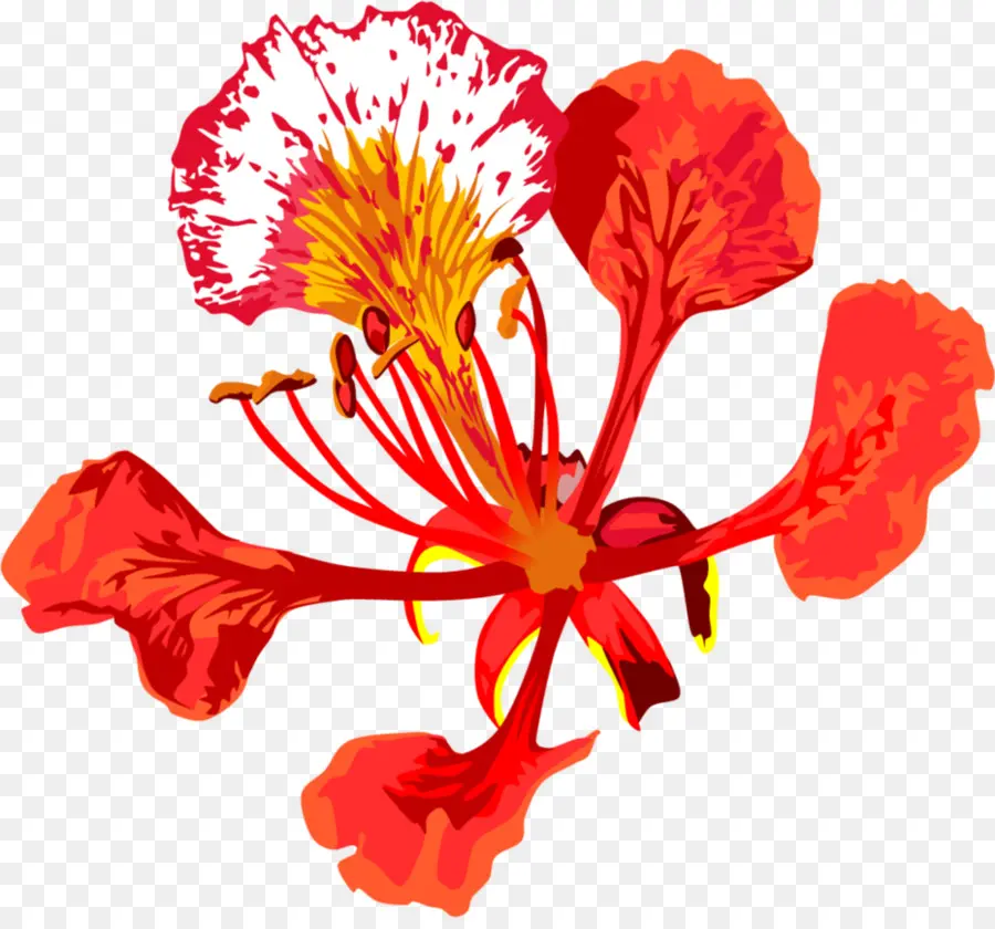 Royal Poinciana，Flor PNG