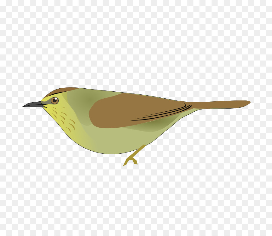 Pájaro，Plumas PNG